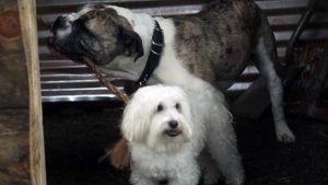 My Dog's Christmas Miracle (2011)