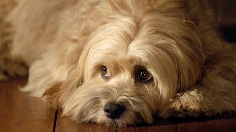 Benji (1974)