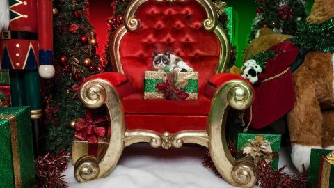 Grumpy Cat's Worst Christmas Ever (2014)