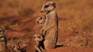The Meerkats (2008)