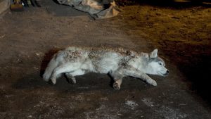 Call of the Wild (2009)