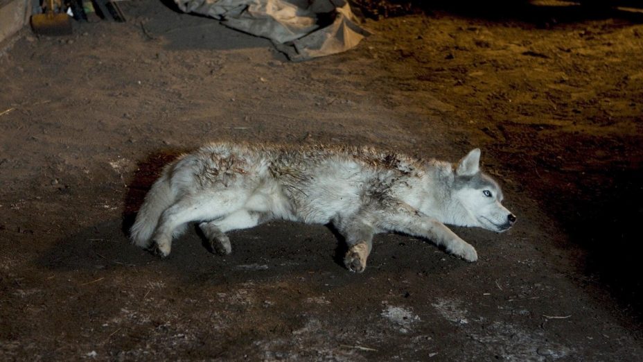 Call of the Wild (2009) Call of the Wild (2009)