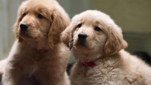 Golden Winter (2012)